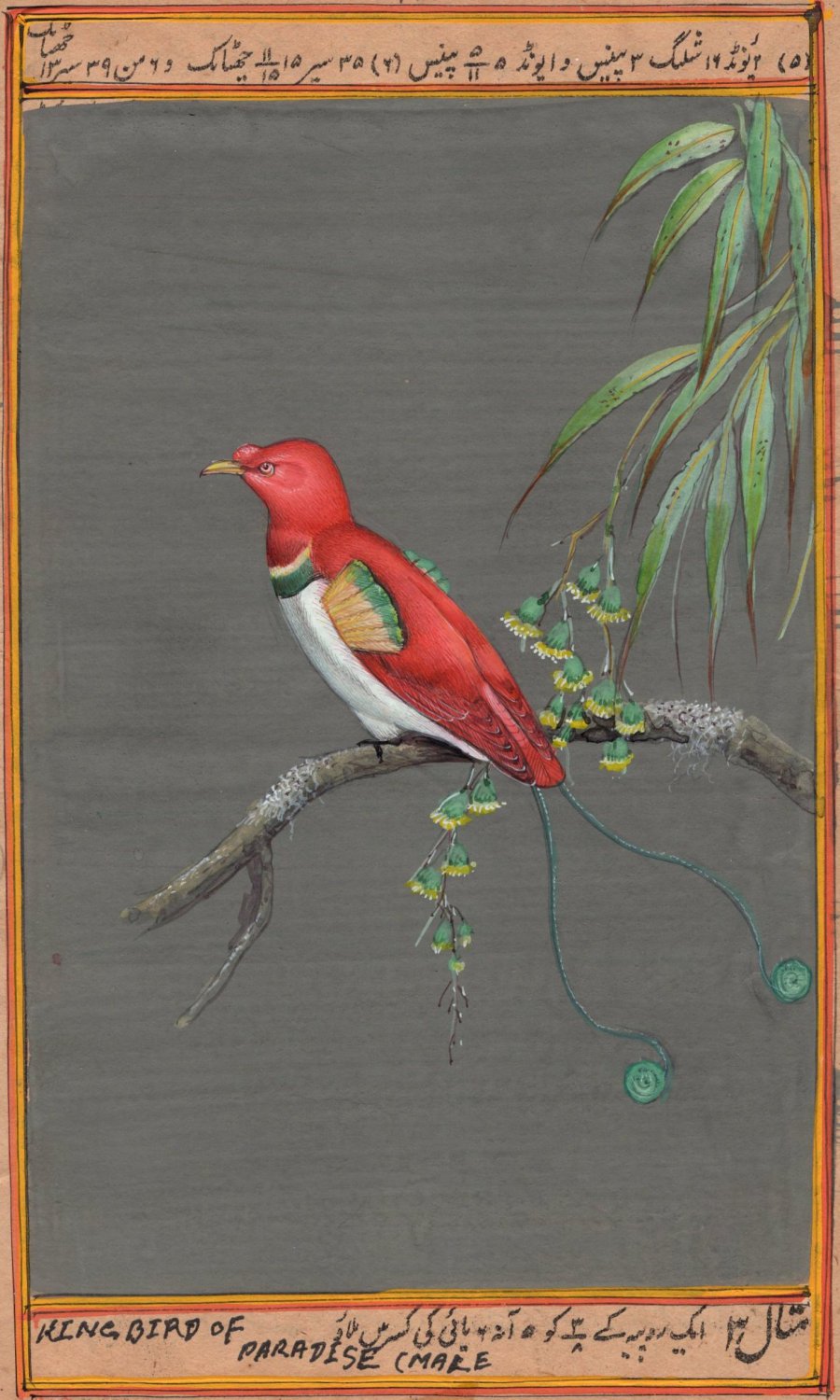 King Bird of Paradise Painting Handmade Indian Miniature