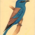 Blue Jay Miniature Painting Handmade Indian Bird Watercolor Nature Decor Artwork