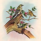 Sparrow Bird Miniature Painting Handmade Watercolor Paper Ethnic Folk India Art