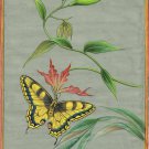 Indian Butterfly Painting Handmade Watercolor Miniature Nature Wild Life Art