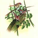 Sparrow Bird Painting Handmade Indian Miniature Silk Ethnic Folk Home Decor Art