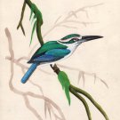 Indian Miniature Painting Handmade Mangrove Kingfisher Bird Wild Life Nature Art