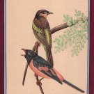 Ornithological Painting Rare Handmade Indian Miniature Watercolor Bird Pair Art