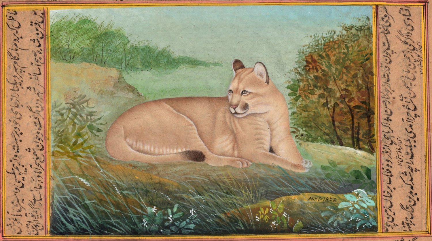 Indian Miniature Style Puma Cougar Painting Rare Handmade Wild Mountain Lion  Art