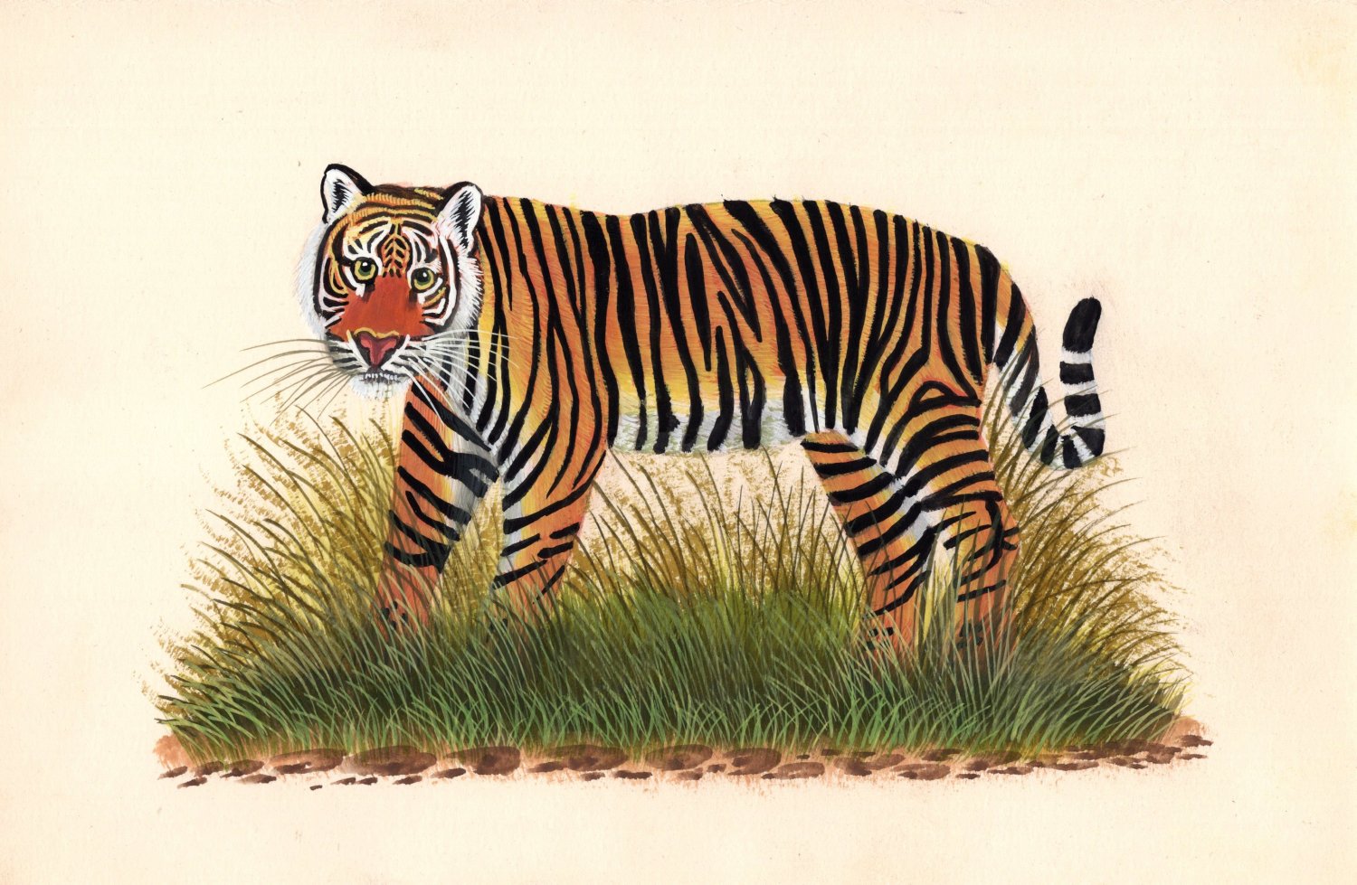 Indian Tiger арт