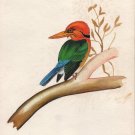 Yellow-Billed Kingfisher Bird Painting Handmade Indian Miniature Watercolor Art