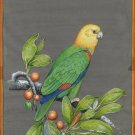 Yellow Headed Parrot Painting Handmade Indian Miniature Nature Amazon Bird Art