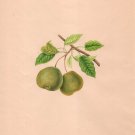 Indian Green Pear Fruit Painting Handmade Wild Plant Nature Mogul Miniature Art