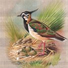Indian Bird Miniature Art Handmade Northern Lapwing Nature Feather New Painting