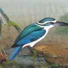 Mangrove Kingfisher Indian Bird Miniature Painting Handmade Nature Ethnic Art