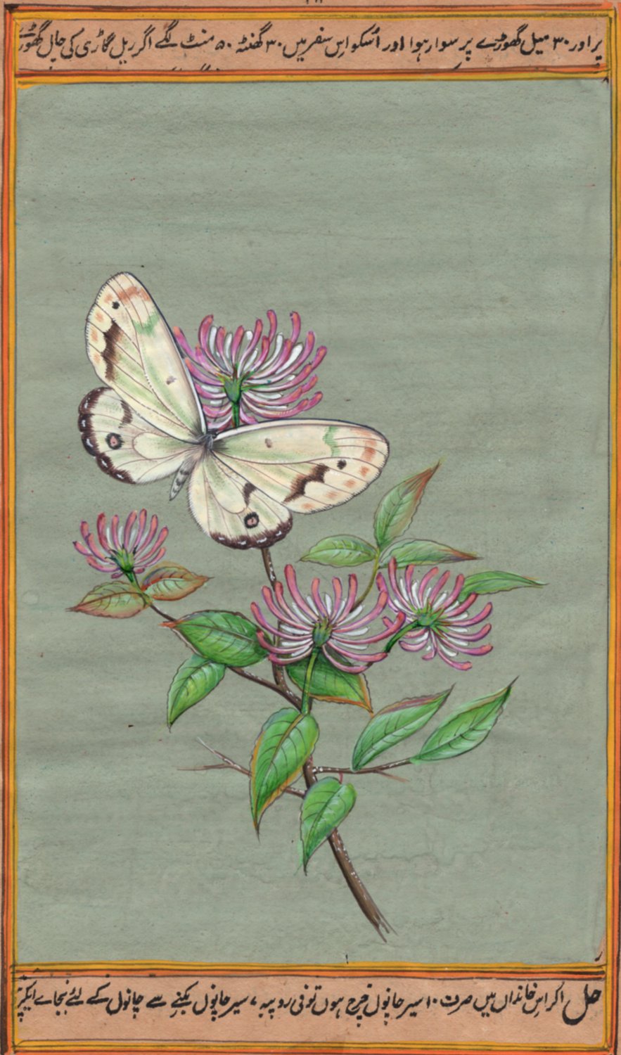 ndian Nature Painting Handmade Watercolor Miniature Wild Life Butterfly Art