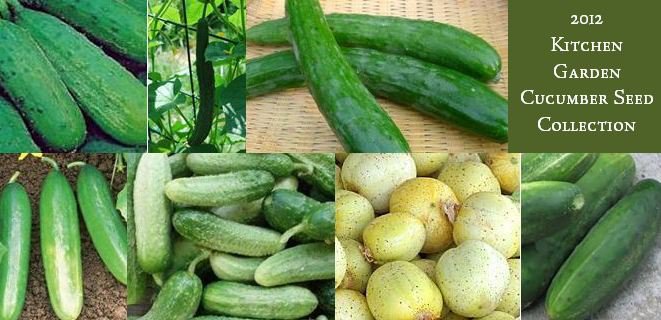 Zagross Middle Eastern Cucumber Seeds