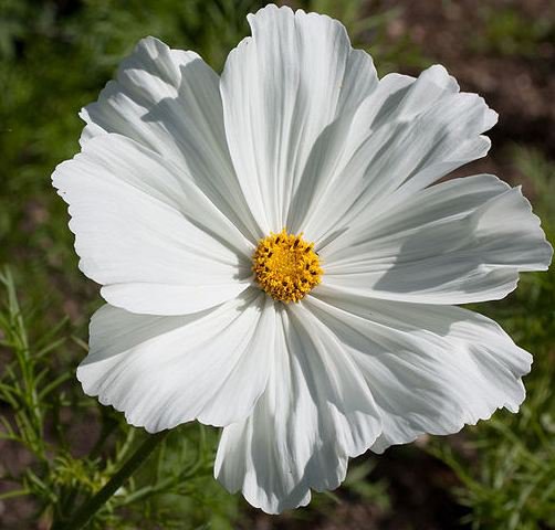 Sonata White Cosmos Seeds