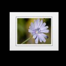 Chicory flower