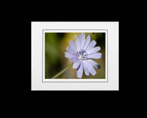 Chicory flower
