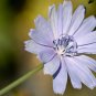 Chicory flower