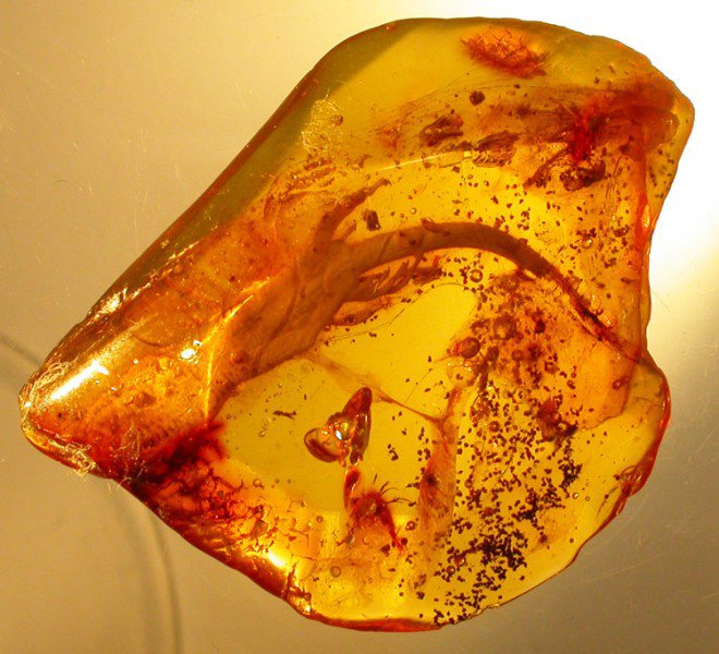 Lizard fossil inclusion in Baltic amber