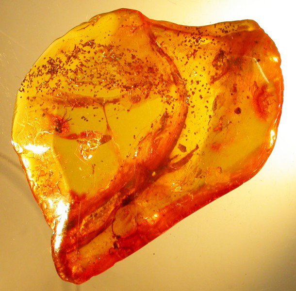 Lizard fossil inclusion in Baltic amber