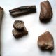 coral fossils