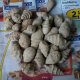 gastropods fossils