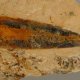 plants fossils