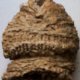 other fossils