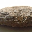 horn coral
