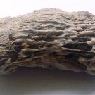 horn coral lower cretaceous