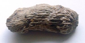 horn coral lower cretaceous