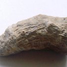 horn coral