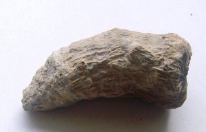 horn coral