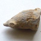 horn coral