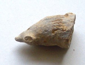 horn coral