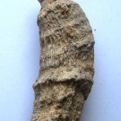 horn coral
