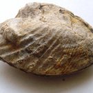 bivalvia lower cretaceous