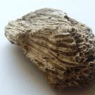 coral colony