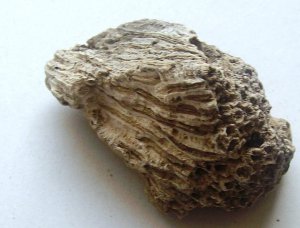 coral colony