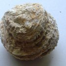 miocene coral