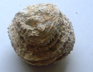 miocene coral