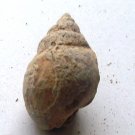 gastropoda  lower cretaceous