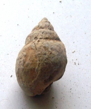 gastropoda  lower cretaceous
