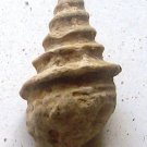 gastropoda lower cretaceous