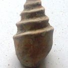 gastropoda cretaceous