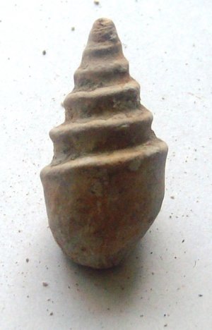 gastropoda cretaceous