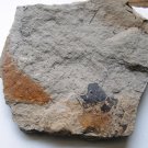 plant matrix from the paleozoi