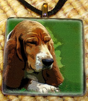 Bassett Hound
