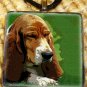 Bassett Hound