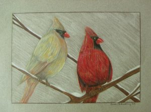 Cardinals Colored Pencils 7 1/2"X10"