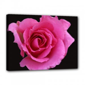 16x12 Gallery Wrap Pink Rose