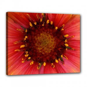 16x20 Gallery Wrap Red Flower